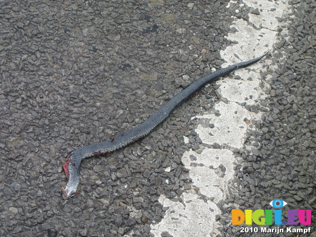SX13907 Run over snake at Ogmore by Sea